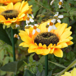 Homeleo Upgraded 4-Flower Solar Sunflower Lights for Yard Decor,Waterproof Outdoor Garden Decorative Artificial Flowers Stake Ornaments for Lawn Patio Porch Flowerbed Thanksgiving Cemetery Decorations - Image 5