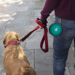 Collapsible Dog Bowls for Travel, 2-Pack Dog Portable Water Bowl for Dogs Cats Pet Foldable Feeding Watering Dish for Traveling Camping Walking with 2 Carabiners, BPA Free - Image 2